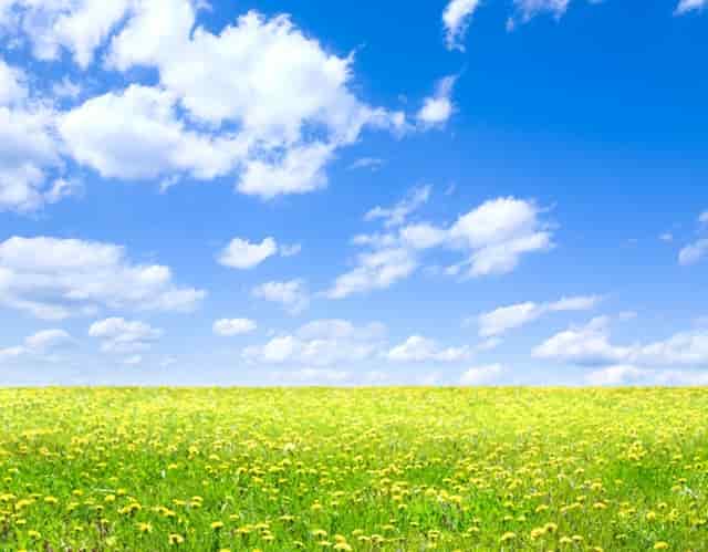 袖虎病猫攻略：猫咪多久需要驱一次虫