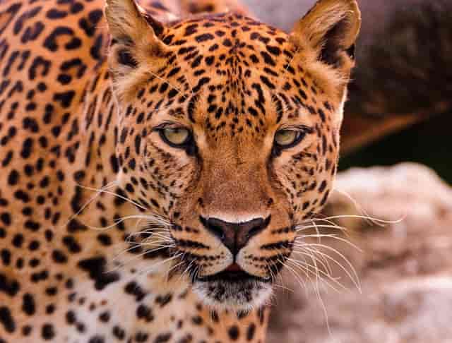 抓获23人，2个电信诈骗犯罪团伙被打掉！