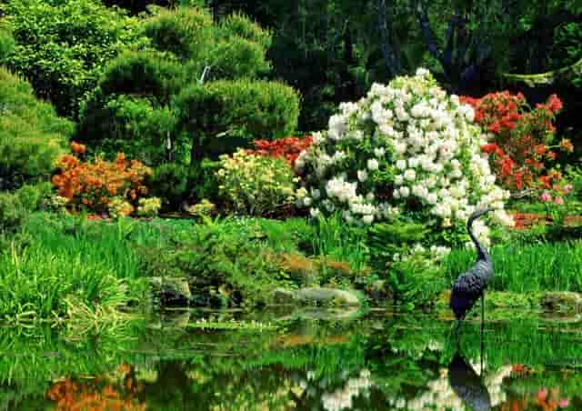 袖虎病猫攻略：猫咪牙结石的处理方法