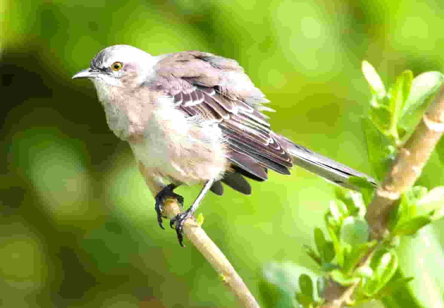 袖虎病狗攻略：金毛关节炎，必须小心