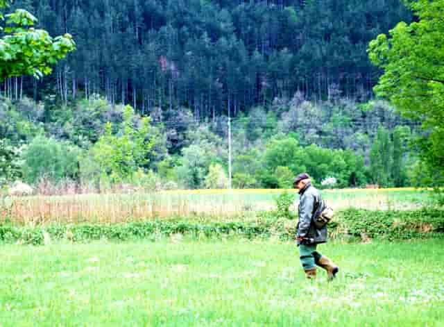 增城竹叶青蛇(增城挂绿湖)