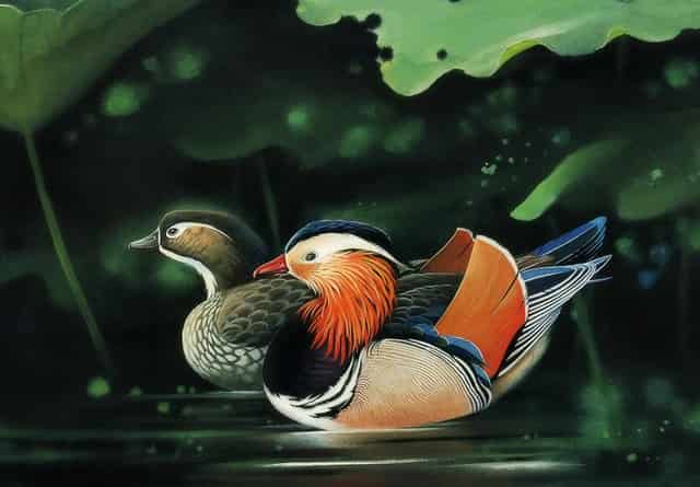 袖虎病狗攻略：狗狗体臭处理的五大方面