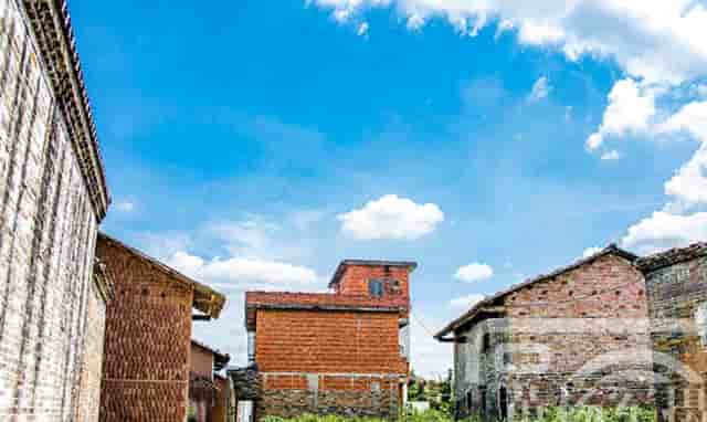 袖虎病猫攻略：猫咪鼻炎处理方法