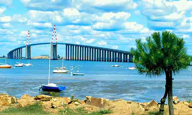 袖虎的猫狗为什么会那么贵