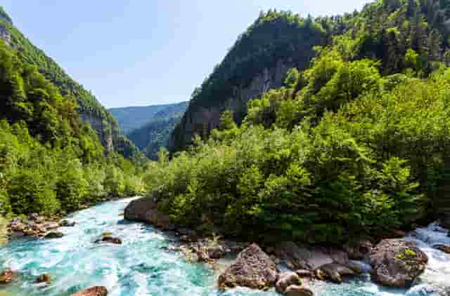 袖虎病猫攻略：猫耳朵大面积掉毛是为什么