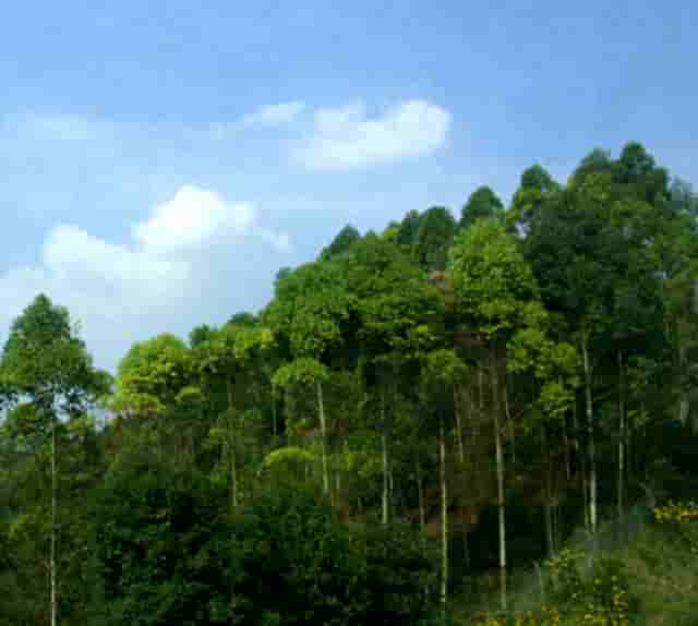 袖虎病猫攻略：小猫总是拉肚子，原因可能是它